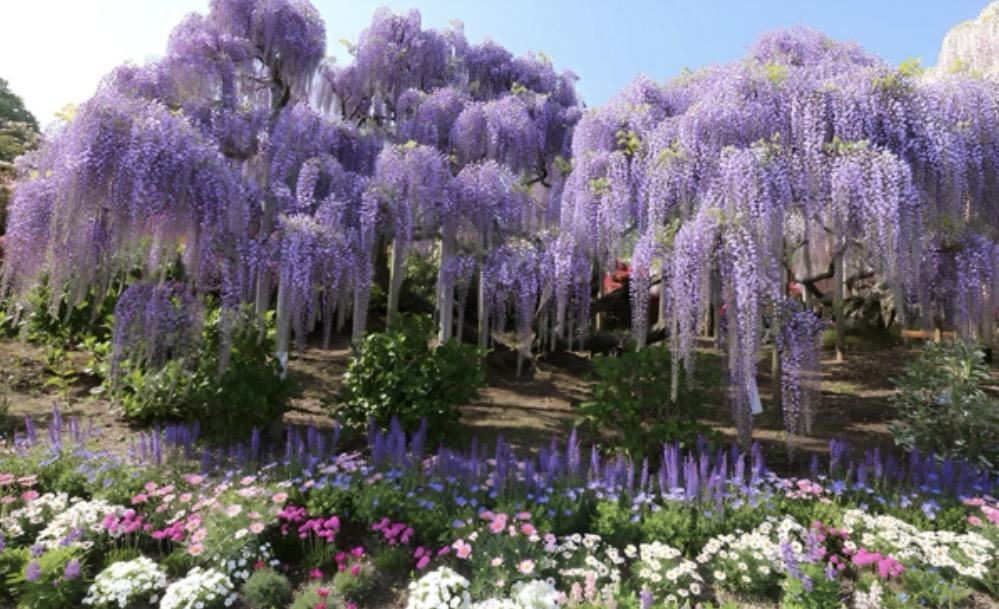 [Image: garden.png]
