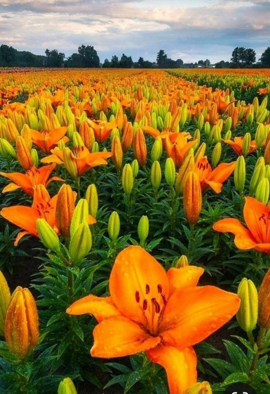 Screenshot_20240305_225417_Pinterest