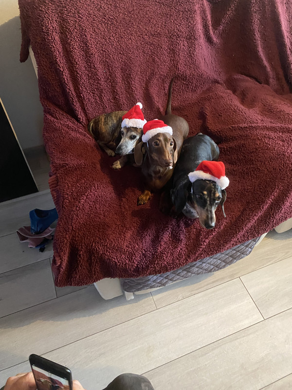 [Image: F85024-DA-98-CB-47-F6-B306-DE24-FA8-D5223.jpg]