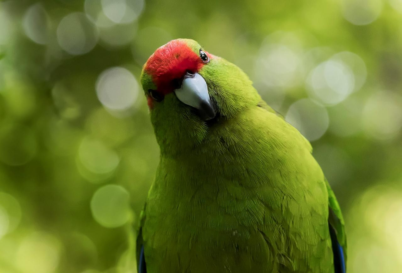 Zealandia by Day - Trade | Shaara Deals 
