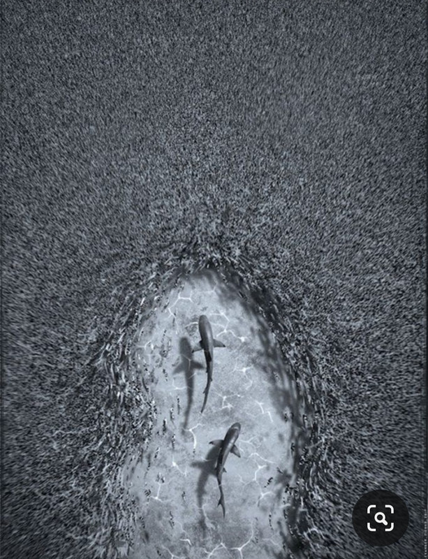 Screenshot_20230324_232017_Pinterest