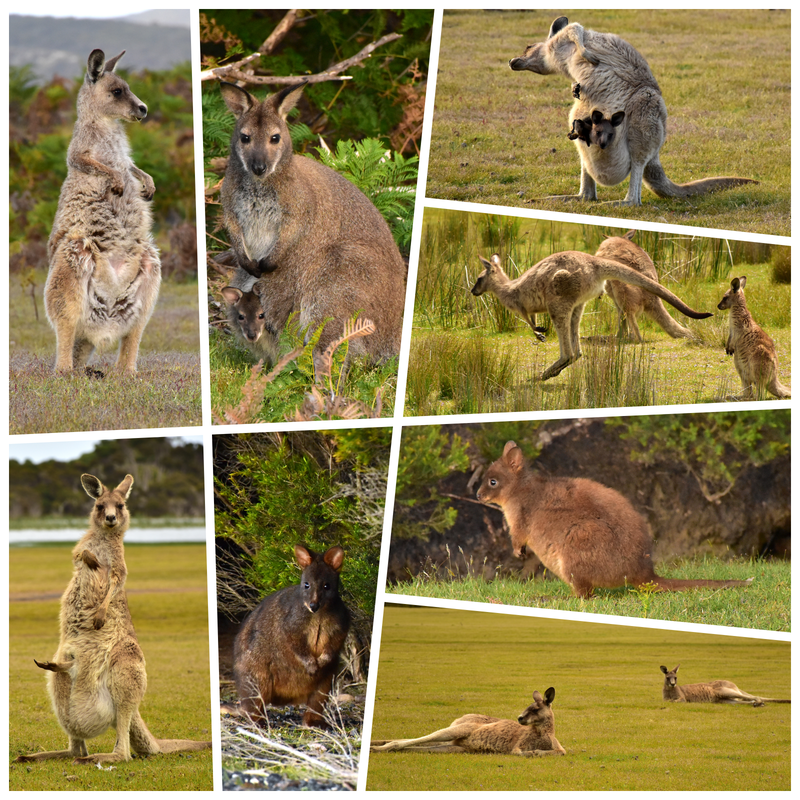 Narawntapu National Park - Australia (II): Recorriendo Tasmania (9)