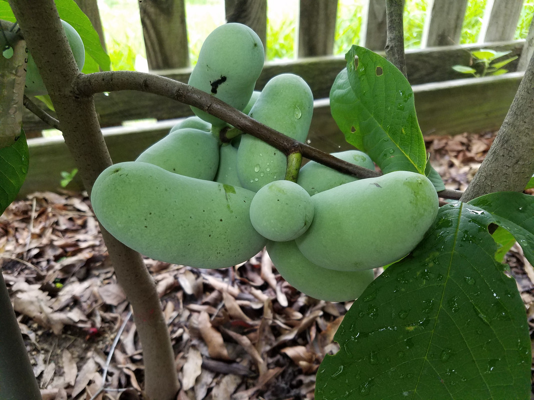pawpaw cluster
