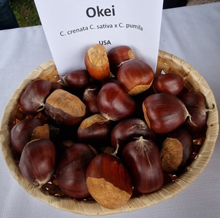 Obrazek
