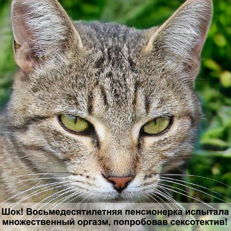 1 год кошки равен