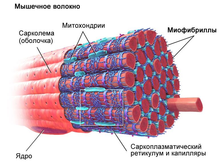 muscle-fiber.jpg