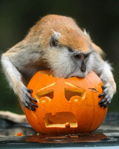 Fall-Pumpkin-Monkey