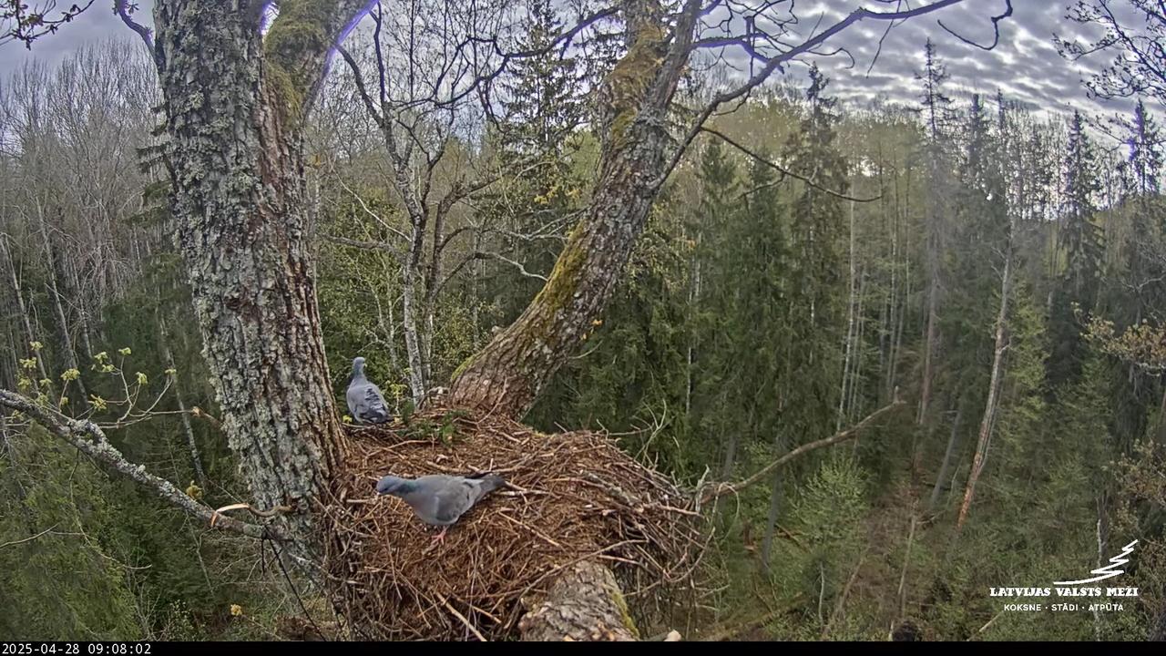 LVM mazais ērglis Lisiņa, ozols2 – Lesser Spotted Eagle 16-23-7 screenshot