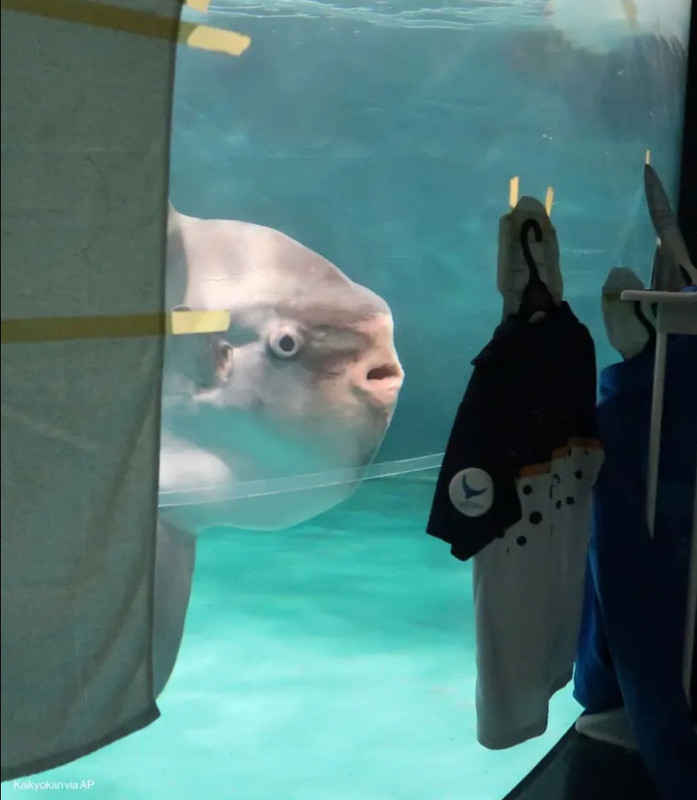Sunfish-Ilikethatone.jpg