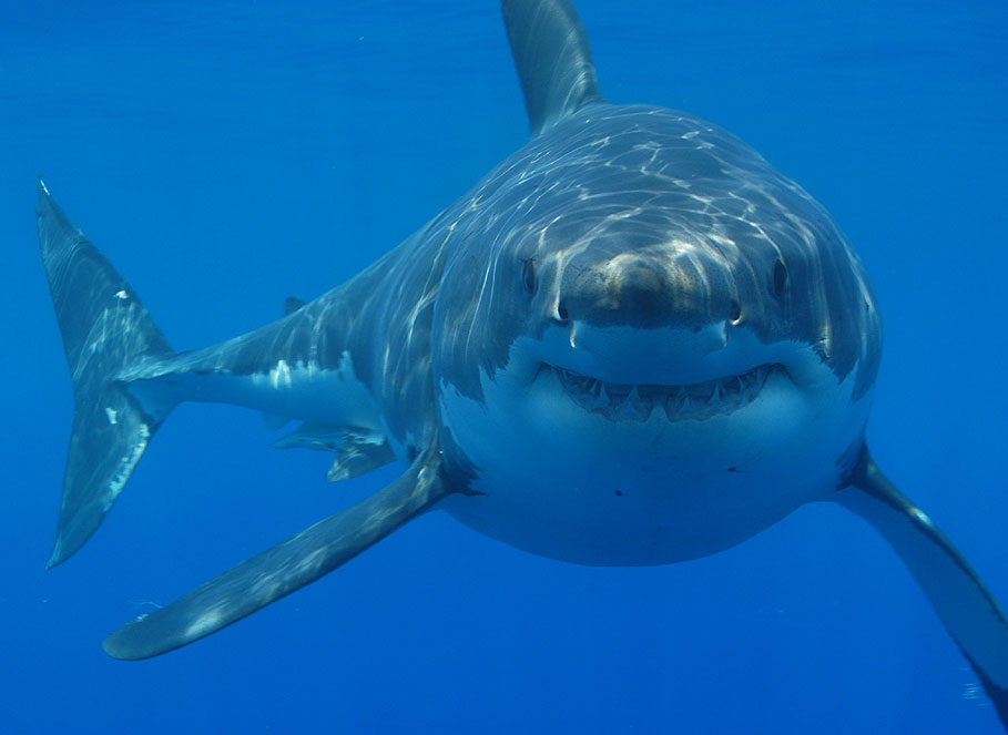 [صورة: Great-white-shark-south-africa.jpg]