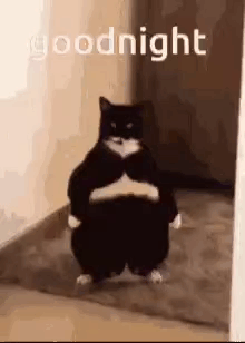 Good-night-fat-cat.gif