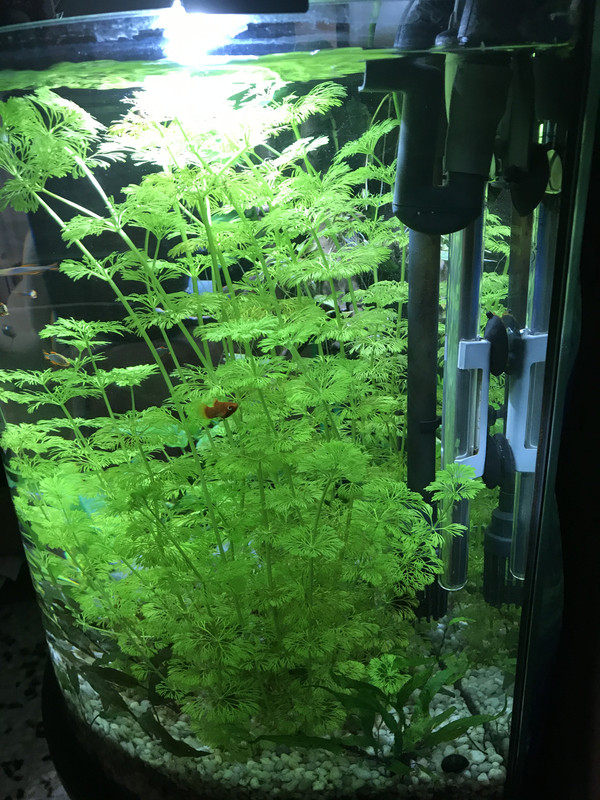 D3DB4A6C-A9D9-492E-AE56-D5ACDF575BCA