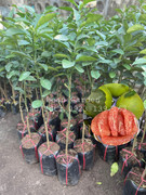 Bưởi da xanh (Size nhỏ)