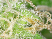 Snapshot@2021_1101_162749