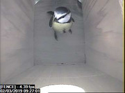 FENCE 2019-03-02 09-27-01.001