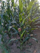 IMG-7dfb288dbec923934c4c71ad538b11a7-V