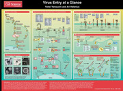 Viral entry at a glance_cell science