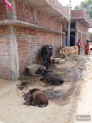 BBG&B13ByeBodhGaya - 2