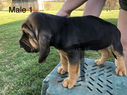 6AFE0F4B-8D18-4AE1-BC3E-22473B09FC1B