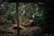 IMG-8534.jpg