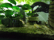 IMG_20210418_70L_pepper_cory_4