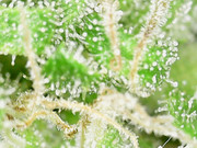 Snapshot@2021_1101_162609