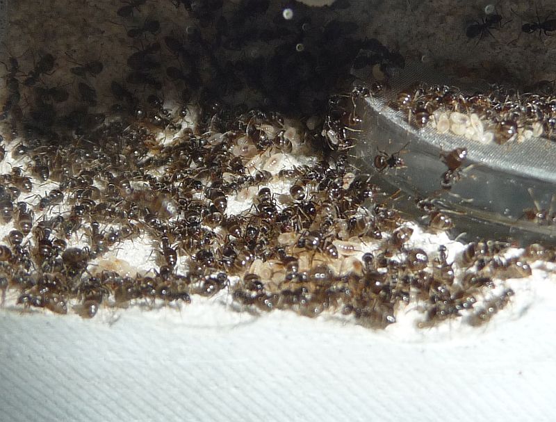 3003-Lasius-eggs2.jpg