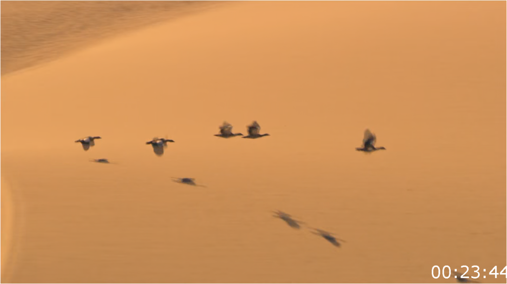 [Image: npfi20air6u2.png]